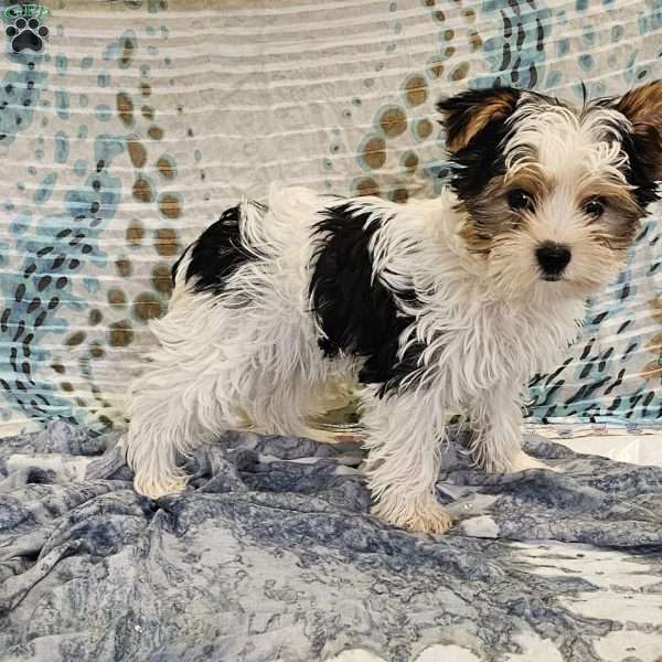 Tikko, Yorkie Puppy
