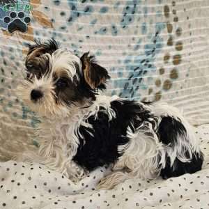 Nikko, Yorkie Puppy