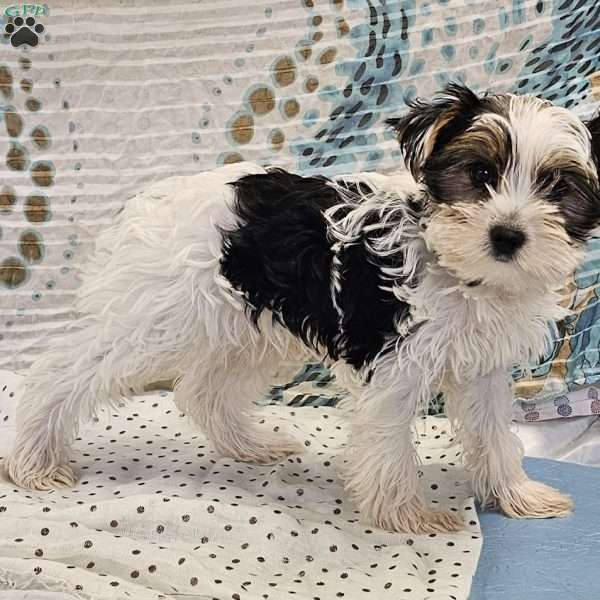 Nikko, Yorkie Puppy