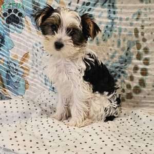 Nikko, Yorkie Puppy