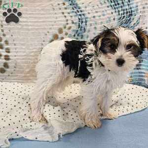 Nikko, Yorkie Puppy