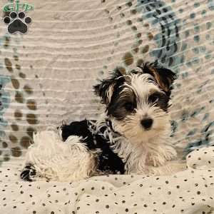 Nikko, Yorkie Puppy