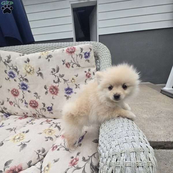 Vicky, Pomeranian Puppy