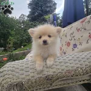 Vicky, Pomeranian Puppy