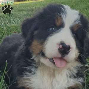 MAHOMES, Bernese Mountain Dog Puppy
