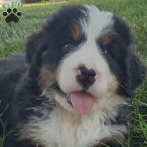 MAHOMES, Bernese Mountain Dog Puppy