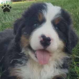MAHOMES, Bernese Mountain Dog Puppy