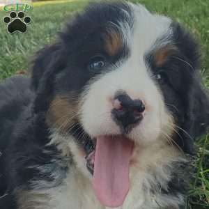 MAHOMES, Bernese Mountain Dog Puppy