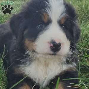 MAHOMES, Bernese Mountain Dog Puppy