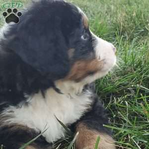 MAHOMES, Bernese Mountain Dog Puppy
