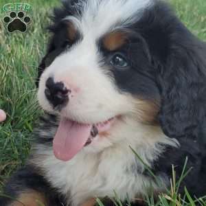 MAHOMES, Bernese Mountain Dog Puppy