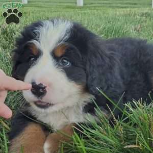 MAHOMES, Bernese Mountain Dog Puppy