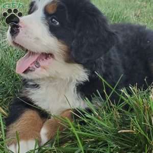 MAHOMES, Bernese Mountain Dog Puppy