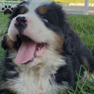 MAHOMES, Bernese Mountain Dog Puppy