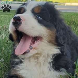 MAHOMES, Bernese Mountain Dog Puppy