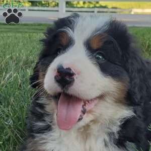 MAHOMES, Bernese Mountain Dog Puppy