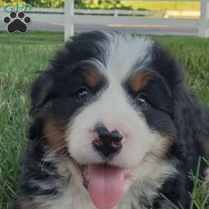 MAHOMES, Bernese Mountain Dog Puppy