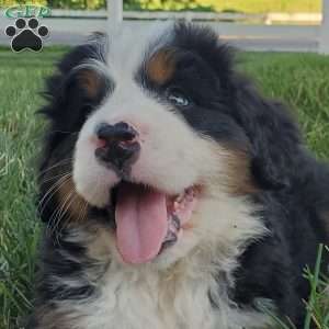 MAHOMES, Bernese Mountain Dog Puppy