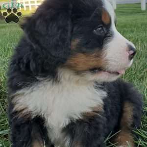 MAHOMES, Bernese Mountain Dog Puppy