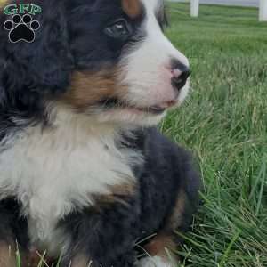 MAHOMES, Bernese Mountain Dog Puppy