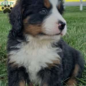 MAHOMES, Bernese Mountain Dog Puppy
