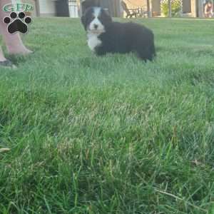 MAHOMES, Bernese Mountain Dog Puppy
