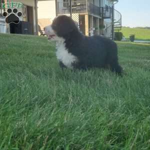 MAHOMES, Bernese Mountain Dog Puppy