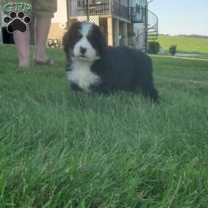 MAHOMES, Bernese Mountain Dog Puppy