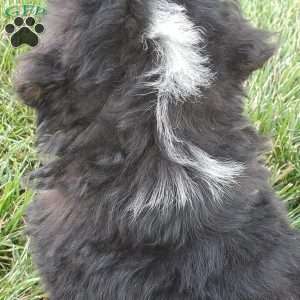 MAHOMES, Bernese Mountain Dog Puppy