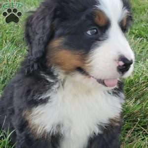 MAHOMES, Bernese Mountain Dog Puppy