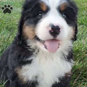MAHOMES, Bernese Mountain Dog Puppy