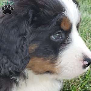 MAHOMES, Bernese Mountain Dog Puppy