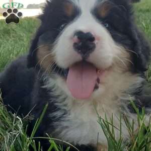 MAHOMES, Bernese Mountain Dog Puppy