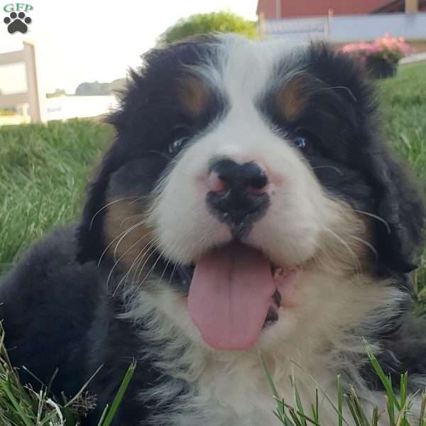 MAHOMES, Bernese Mountain Dog Puppy