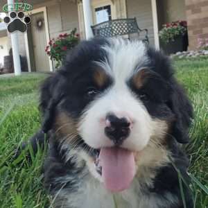 MAHOMES, Bernese Mountain Dog Puppy