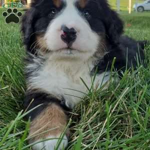 MAHOMES, Bernese Mountain Dog Puppy