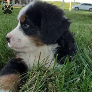 MAHOMES, Bernese Mountain Dog Puppy