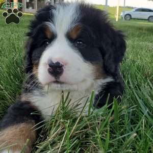 MAHOMES, Bernese Mountain Dog Puppy