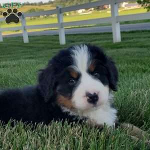 MAHOMES, Bernese Mountain Dog Puppy