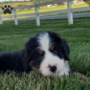 MAHOMES, Bernese Mountain Dog Puppy