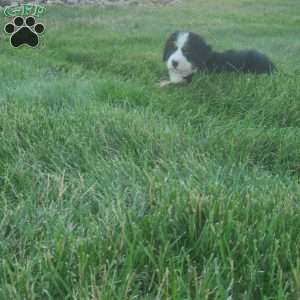 MAHOMES, Bernese Mountain Dog Puppy