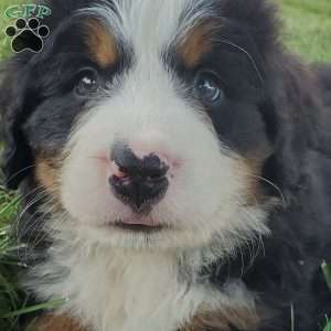MAHOMES, Bernese Mountain Dog Puppy