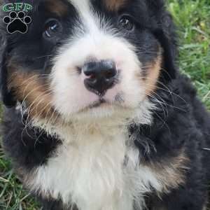 SANTANA, Bernese Mountain Dog Puppy