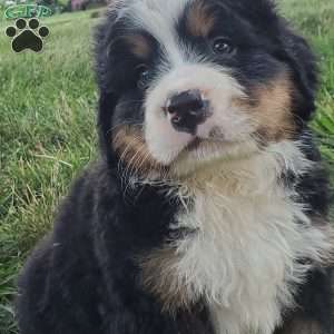 SANTANA, Bernese Mountain Dog Puppy