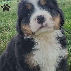 SANTANA, Bernese Mountain Dog Puppy