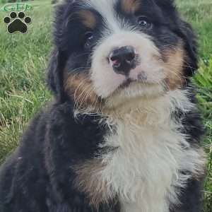 SANTANA, Bernese Mountain Dog Puppy