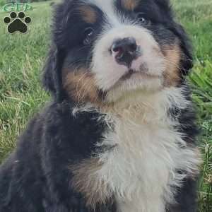 SANTANA, Bernese Mountain Dog Puppy