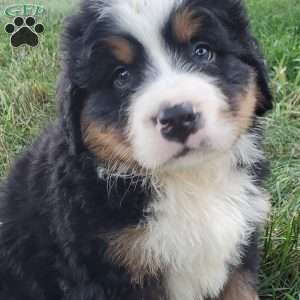 SANTANA, Bernese Mountain Dog Puppy