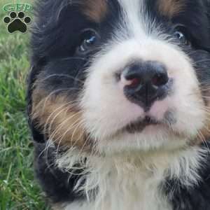 SANTANA, Bernese Mountain Dog Puppy