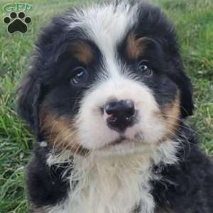 SANTANA, Bernese Mountain Dog Puppy